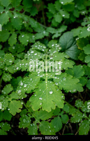 Wassertropfen auf ein Verlassen der Sonne im Herbst an einem sonnigen Tag Stockfoto