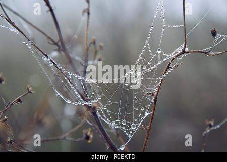 Spinnennetz mit Wassertropfen Stockfoto