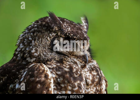 Gefleckte Eagle-Owl Bubo africanus Kirstenbosch Botanical Garden, Cape Town, Südafrika 5 September 2018 erwachsenen männlichen Rastplätze. Strigidae Stockfoto