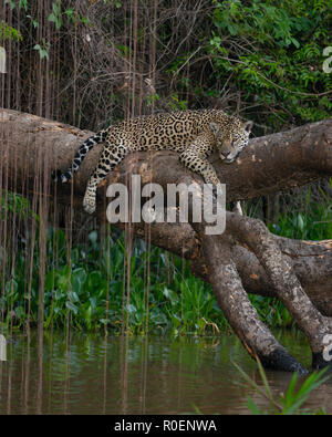 Ein Jaguar ruht auf einem gefallenen Baum über dem Wasser in Nord Pantanal Stockfoto