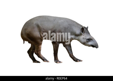 Brazilian Tapir auf weißem Hintergrund Stockfoto