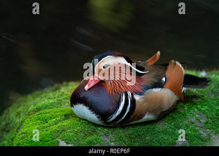 Mandarinente ruht auf bemoosten Felsen Stockfoto