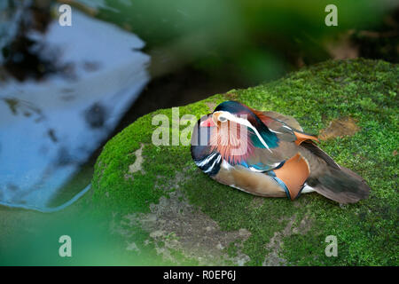 Mandarinente ruht auf bemoosten Felsen Stockfoto