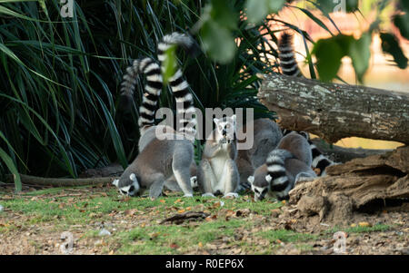 Gruppe der Ring tailed Lemur Stockfoto