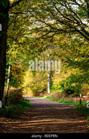 Blean Woods in Kent, England, im Herbst, an einem sonnigen Morgen. Grünen weiten Weg durch Bäume mit grünen und gelben Blätter. Stockfoto