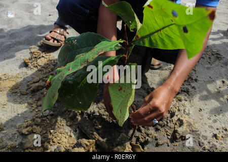 Lhokseumawe, Aceh, Indonesien. 4 Nov, 2018. Ein freiwilliger gesehen einen Baum pflanzen in einem Teil des neuen Projekts, den Strand zu reinigen. Indonesischen Freiwilligen aus BNPB (Nationale Behörde für Katastrophenmanagement) ein Strand cleanup durchgeführt und auch gepflanzt 3000 Bäume eine saubere Umwelt für alle in Lhokseumawe Stadt zu erstellen. Credit: Maskur hat/SOPA Images/ZUMA Draht/Alamy leben Nachrichten Stockfoto