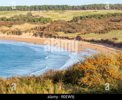 East Lothian, Schottland, Großbritannien, 4. November 2018. UK Wetter: Warmer sonniger Tag an der Ostküste. Die Menschen genießen die Natur auf Gullane Bents oder Strand in einem Blick über die geschwungene Bucht Stockfoto