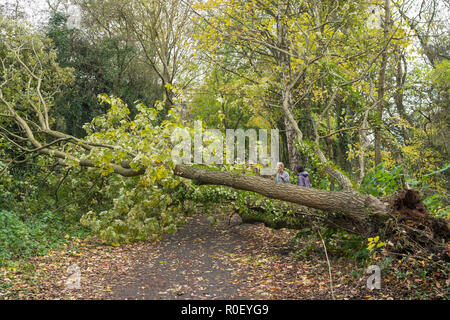 Wylam, UK. 4. November 2018. Durch Sturm Oscar. Ein Baum ist in der Nacht auf die Ex-Bahn Radweg Richtung Westen von Wylam, Northumberland, England (c) Washington Imaging/Alamy Leben Nachrichten durchgebrannt Stockfoto