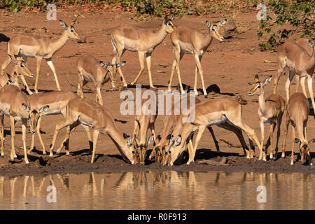 Eine Herde Impalas, Aepyceros melampus, trinken Mitte Morgen in Sable dam Kruger National Park Südafrika anzeigen Vorsicht und Zurückhaltung Stockfoto