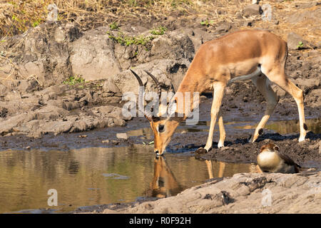 Einzelne Erwachsene männliche Impala Aepyceros melampus Trinken an einem Fluss mit Reflexion im Krüger Nationalpark, Südafrika Stockfoto