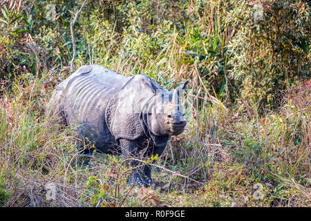 Indische Nashorn (Rhinoceros unicornis) im Kaziranga National Park, Assam, Indien Stockfoto