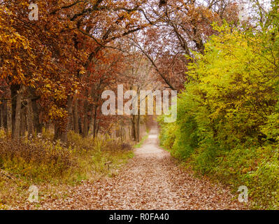 Wiederherstellung des Lebensraums. Linke Seite der Weg frei von invasiven amur Geißblatt, die rechte Seite der Straße drosseln. Stockfoto