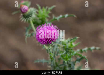 Rosa Mariendistel Blume in voller Blüte Stockfoto