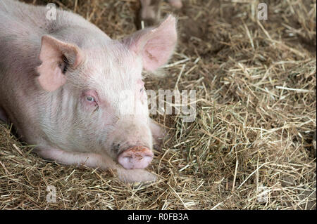 Junge Schwein Festlegung auf Heu und Stroh Stockfoto