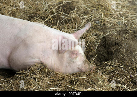 Schwein auf Heu und Stroh Stockfoto