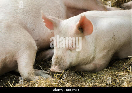 Schweine zur Festlegung auf Heu und Stroh Stockfoto