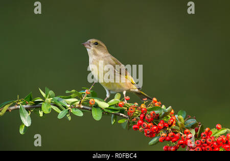 Grünfink (Carduelis chloris), Weibliche auf pyrocanthus Zweig mit Beeren Stockfoto