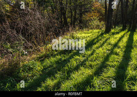 Starke Herbst Sonne Hinter Baumstämmen casting unterschiedliche Schatten auf das Gras in Brock Tal, Lancashire, England, Großbritannien Stockfoto