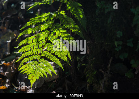 Das hinterleuchtete Einflügelig eines nativen wilder Farn in Englisch Wald im Herbst mit Textur und Details und Sporen sichtbar, Lancashire, England, Großbritannien Stockfoto