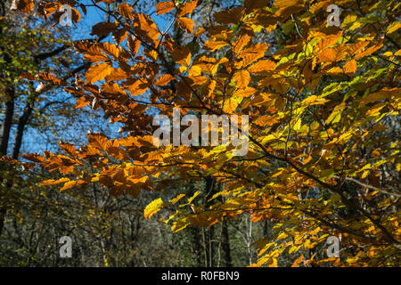 Die gelbe, orange und bronze Blätter im Close-up auf einem englischen Buche im Herbst Wald mit blauen Himmel hinter, Lancashire, England, Großbritannien Stockfoto