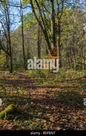 Ein Weg durch den Herbst Wald mit Laub und ein einzelner kleiner Baum mit goldenen bunte Blätter in Brock Tal, Lancashire, England, UK abgedeckt Stockfoto