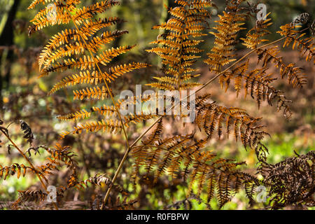 Das einzelne Blatt einer einheimische wilde Bracken fern in Englisch Wald im Herbst mit der Farbe orange Details und Sporen sichtbar, Lancashire, England, Großbritannien Stockfoto