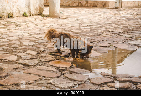 Durstig streunender Hund trinkt schmutziges Wasser aus eine braune Pfütze auf gepflasterten Straßen, einer kleinen historischen Stadt Kolumbien Stockfoto