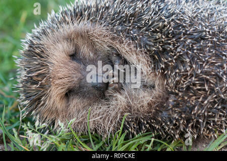 Ein europäischer Igel (Erinaceus europaeus) in eine Kugel rollte auf einer Wiese Stockfoto