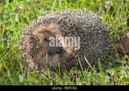 Ein europäischer Igel (Erinaceus europaeus) in eine Kugel rollte auf einer Wiese Stockfoto