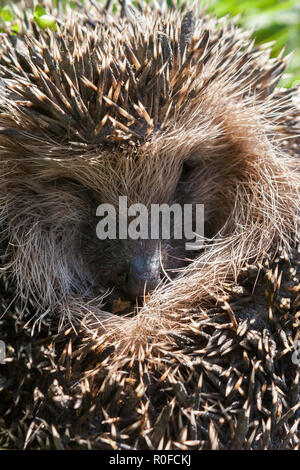 Ein europäischer Igel (Erinaceus europaeus) in eine Kugel rollte Stockfoto