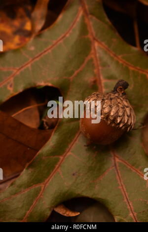 Nahaufnahme einer braunen Acorn auf einem Blatt Eiche (Quercus Arten) auf den Waldboden Stockfoto