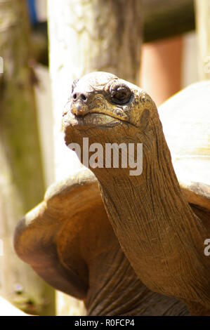 Nahaufnahme Porträt einer großen Schildkröte Stockfoto