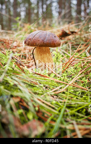 Nahaufnahme Bild eines Cep (Boletus edulis, Penny bun) im herbstlichen Wald, selektiven Fokus. Stockfoto