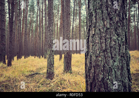 Retro getonten Bild von einem herbstlichen dunklen Wald Landschaft, auf der Vorderseite Baum konzentrieren. Stockfoto