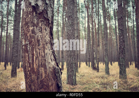 Retro getonten Bild von einem herbstlichen dunklen Wald Landschaft, auf der Vorderseite Baum konzentrieren. Stockfoto