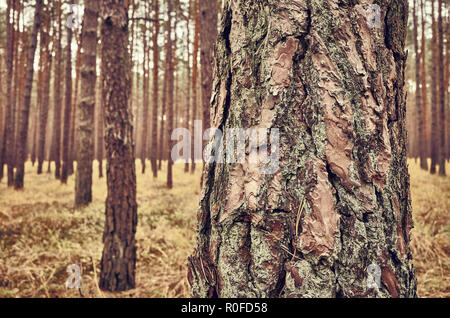 Retro getonten Bild von einem herbstlichen dunklen Wald Landschaft, auf der Vorderseite Baum konzentrieren. Stockfoto