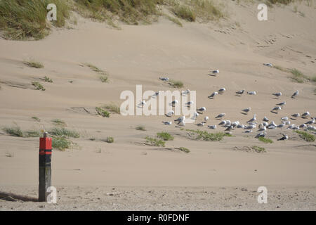 Ansicht zwischen zwei Dünen, mit Strand Gras gewachsen, auf einer Nordsee strand von Texel. Insel in Holland. Stockfoto