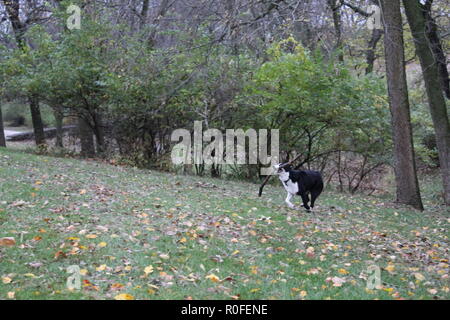 Hund im Spiel in dem Fall Stockfoto