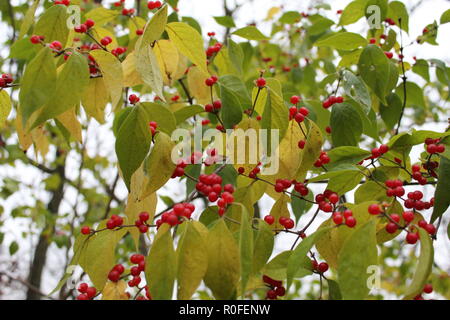 Wilde Beeren auf einem Baum im Mittleren Westen, rote Beeren und grüne Blätter, blauer Himmel Hintergrund Stockfoto