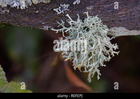 Eichenmoos (Evernia prunastri) wächst auf einem Baum neben Ardingly Behälter Stockfoto