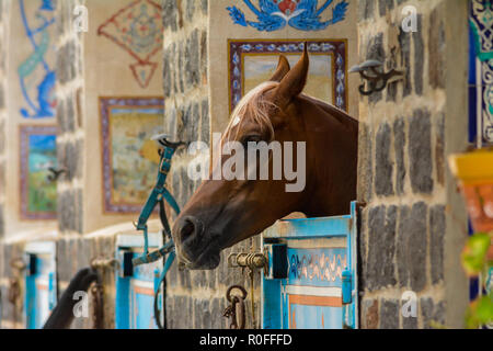 Pferd im Käfig Stockfoto