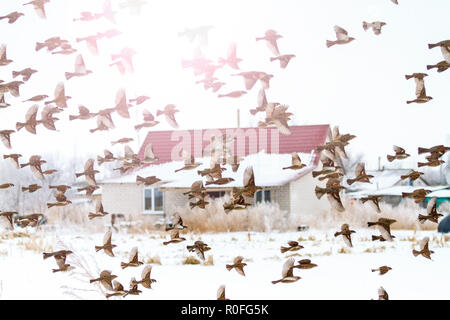 Haus Taube Im Winter Haustaube Im Winter Stockfoto Bild