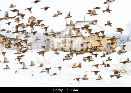 Schwarm Spatzen Fliegen Im Winter Vor Dem Hintergrund Des Hauses