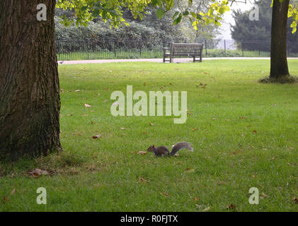 Eichhörnchen sitzt auf dem grünen Rasen in der Nähe von einem Baum im Park. Stockfoto