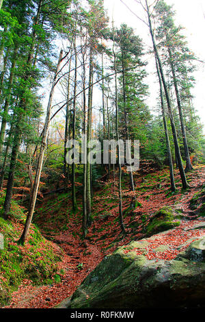 Herbst Wald in steinigen Berge. Schöne orange und rot Herbst Wald. Hügeligen Wald. Berg Herbst Landschaft mit bunten Wald große Ston Stockfoto