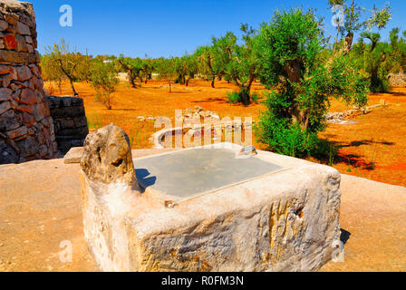 Alte Stein Zisterne mit alten Olivenbäumen, Salento, Apulien, Süditalien Stockfoto