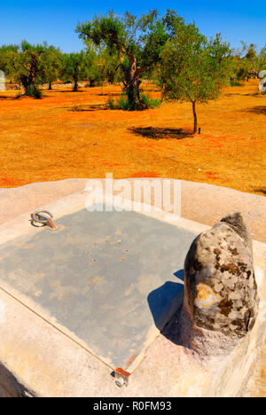 Alte Stein Zisterne mit alten Olivenbäumen, Salento, Apulien, Süditalien Stockfoto