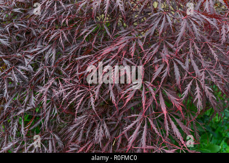 Auffällig Lila Blätter, was geglaubt wird, eine Art von japanischen Ahorn / Acer palmatum. Ein ziergarten Anlage im Vereinigten Königreich Stockfoto