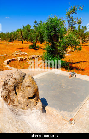 Alte Stein Zisterne mit alten Olivenbäumen, Salento, Apulien, Süditalien Stockfoto