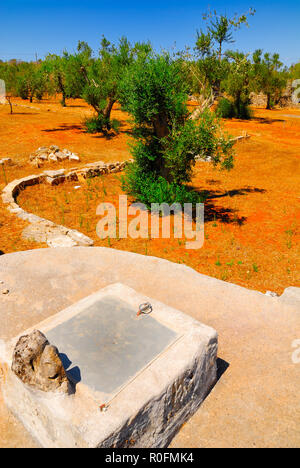 Alte Stein Zisterne mit alten Olivenbäumen, Salento, Apulien, Süditalien Stockfoto